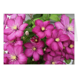 Tarjeta del Clematis