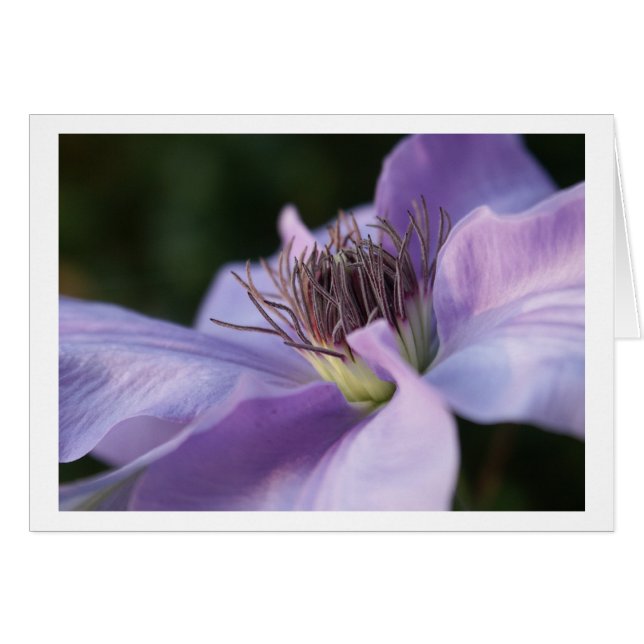 Tarjeta del Clematis púrpura (Anverso (Horizontal))