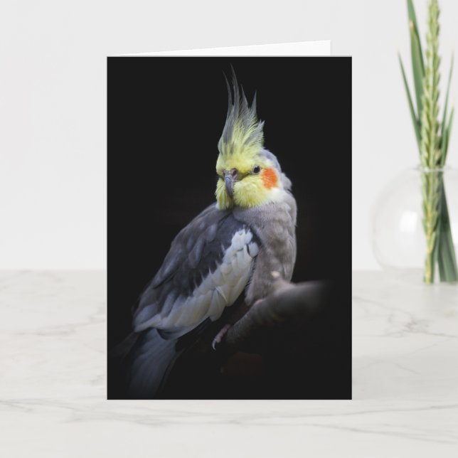 Tarjeta del Cockatiel (Anverso)