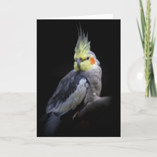 Tarjeta del Cockatiel