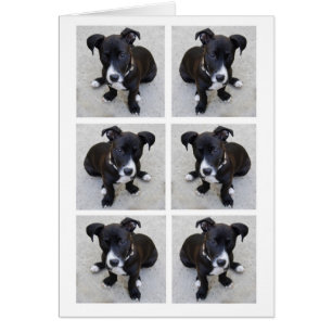 Tarjeta del collage del perrito del Loki