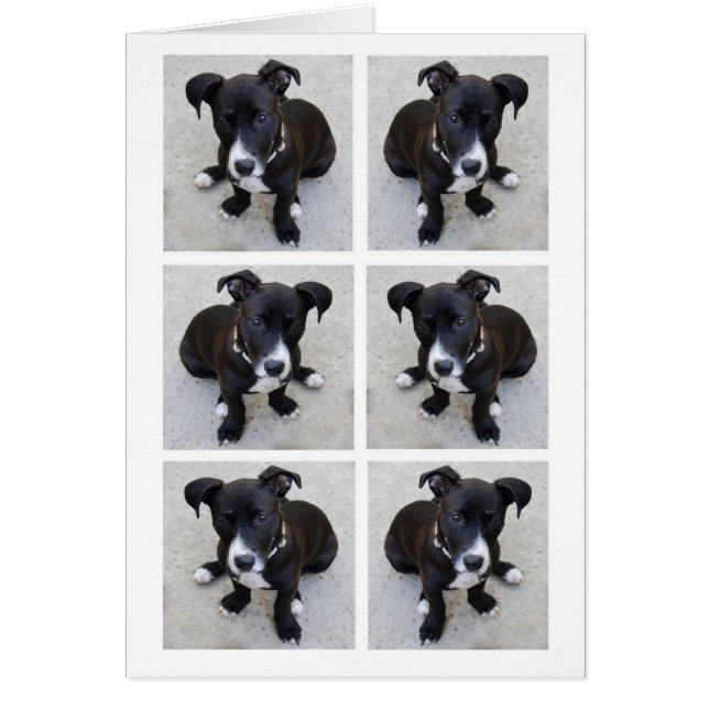 Tarjeta del collage del perrito del Loki (Frente)