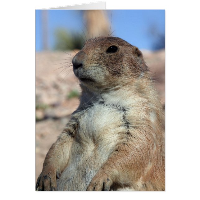 "Tarjeta del compañero de la pradera".  (Frente)