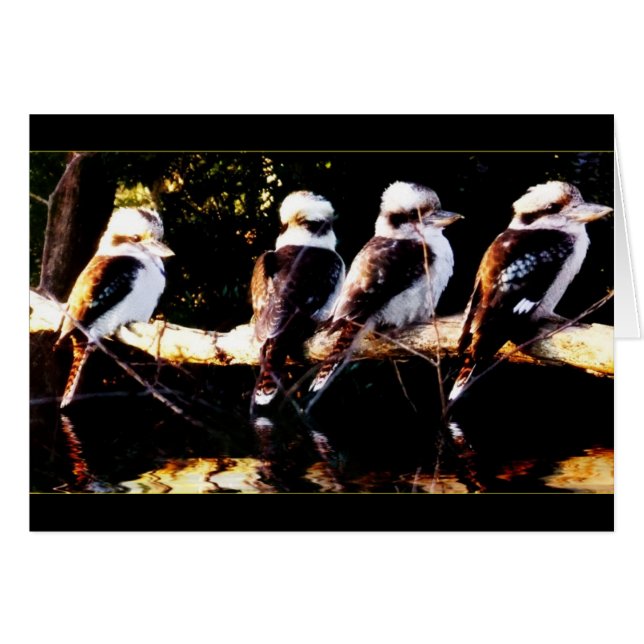 Tarjeta del coro de pájaros Kookaburra (Anverso (Horizontal))
