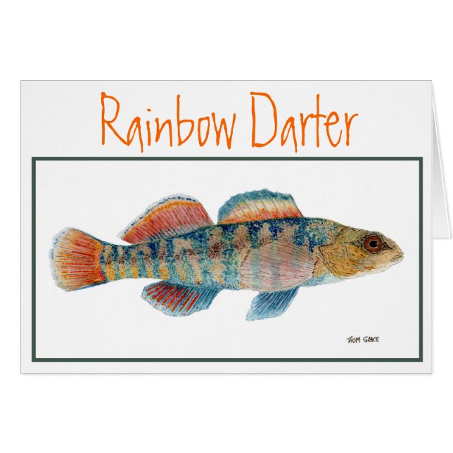 Tarjeta del Darter del arco iris (Anverso (Horizontal))