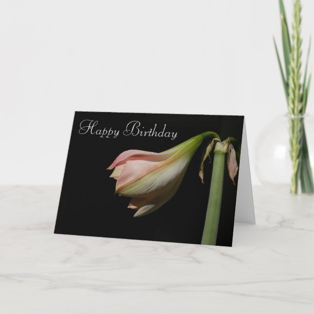 Tarjeta del ~ de B'Day del Amaryllis 53 (Anverso)