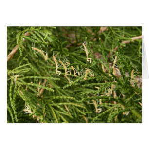 Tarjeta del ~ del predicador del bebé