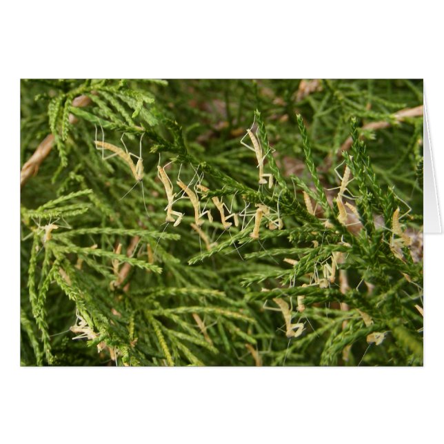 Tarjeta del ~ del predicador del bebé (Anverso (Horizontal))