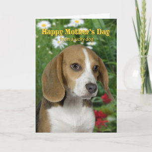 Tarjeta del día de la madre beagle