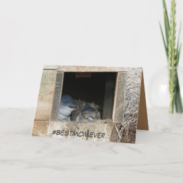 Tarjeta del Día de la Madre con pequeños pingüinos