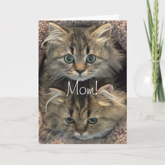 Tarjeta del Día de la Madre de Gatito Persa (Anverso)