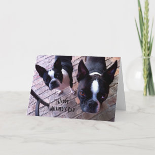 Tarjeta del día de madre de Boston Terrier