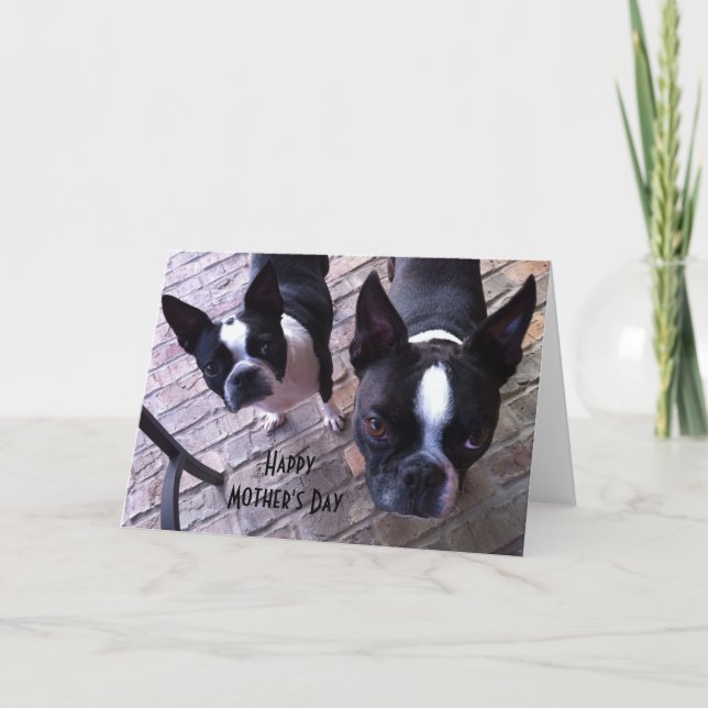 Tarjeta del día de madre de Boston Terrier (Anverso)