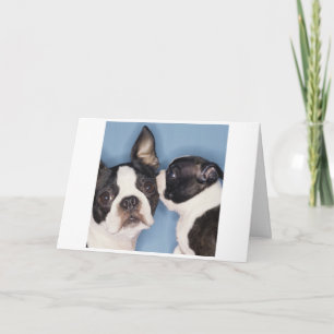 Tarjeta del día de madre de Boston Terrier