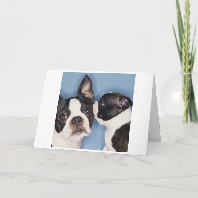 Tarjeta del día de madre de Boston Terrier (Anverso)