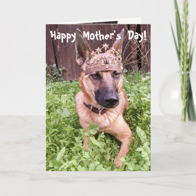 Tarjeta del día de madre de Malinois del belga (Anverso)