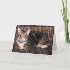 tarjeta del día de padre del gato de tabby