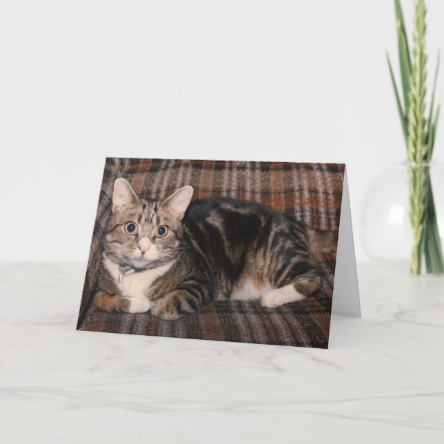 tarjeta del día de padre del gato de tabby (Anverso)