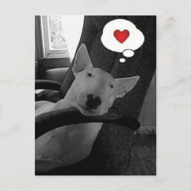 tarjeta del día de San Valentín de bull terrier (Anverso)