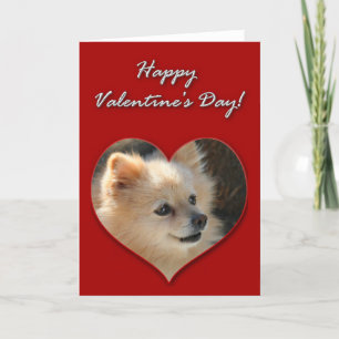 Tarjeta del día de San Valentín de Pomeranian