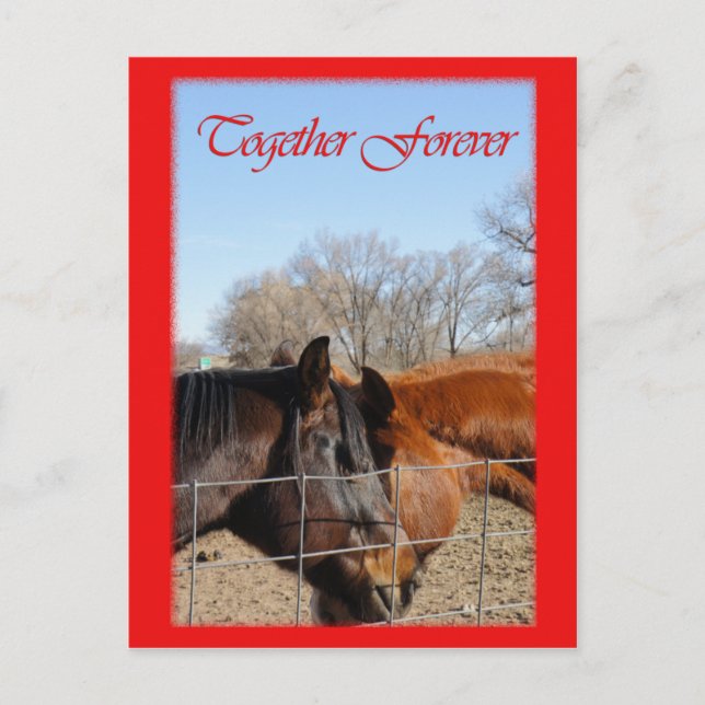 Tarjeta del día de San Valentín del caballo III (Anverso)