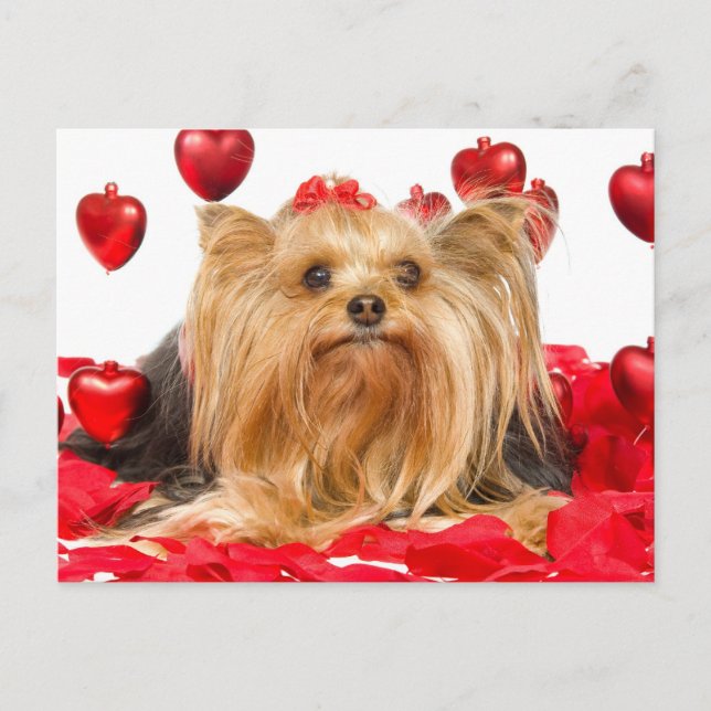 Tarjeta del día de San Valentín linda de Yorkie (Anverso)