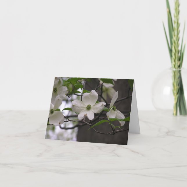 Tarjeta del Dogwood (Cornus la Florida) (Anverso)