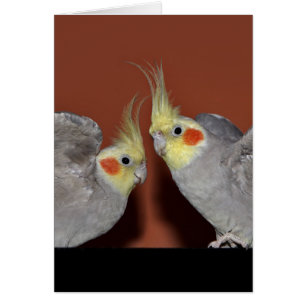 Tarjeta del dúo del Cockatiel