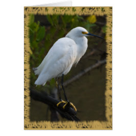Tarjeta del Egret nevado