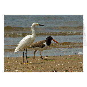 Tarjeta del Egret y del ostrero