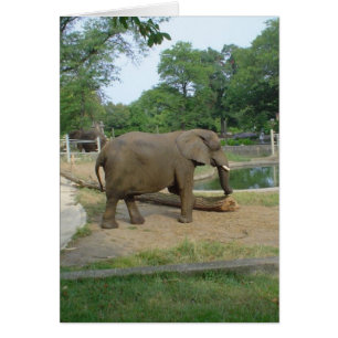 ¡Tarjeta del elefante!