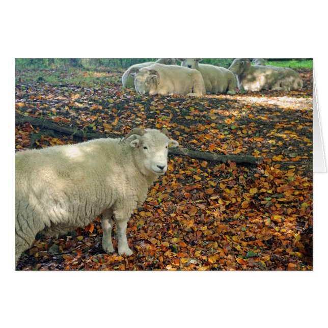 Tarjeta del espolón (Anverso (Horizontal))