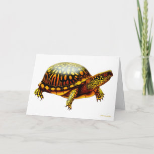 Tarjeta del este de la tortuga de caja