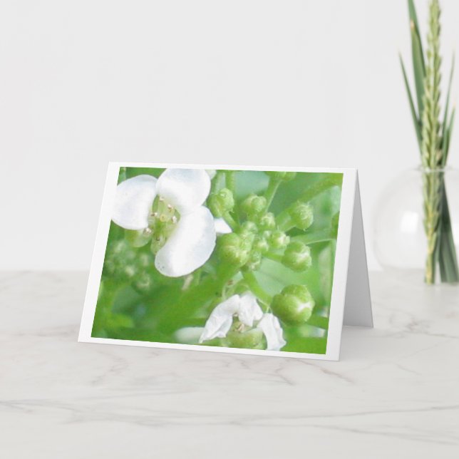 tarjeta del estímulo (Anverso)