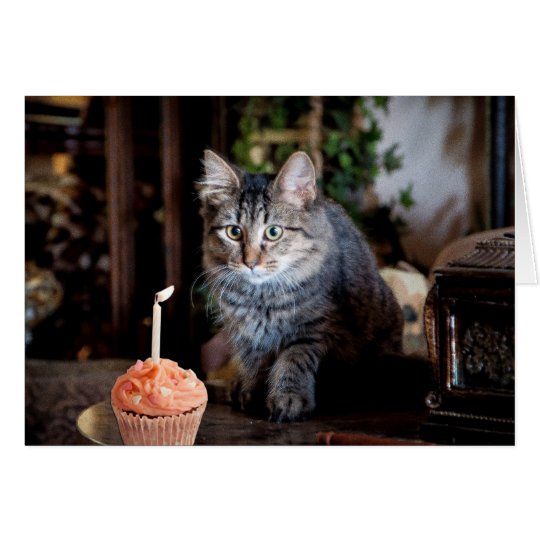Tarjeta del feliz cumpleaños con el gato