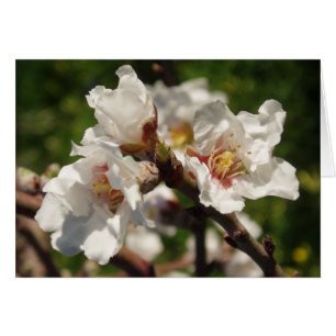 Tarjeta del flor de la almendra