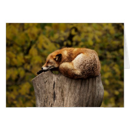 Tarjeta del Fox - espacio en blanco para todas las