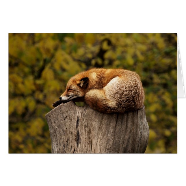 Tarjeta del Fox - espacio en blanco para todas las (Anverso (Horizontal))