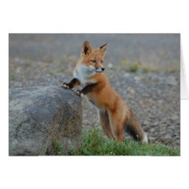 Tarjeta del Fox - espacio en blanco para todas las