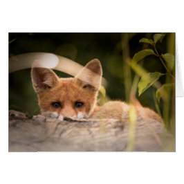 Tarjeta del Fox - espacio en blanco para todas las