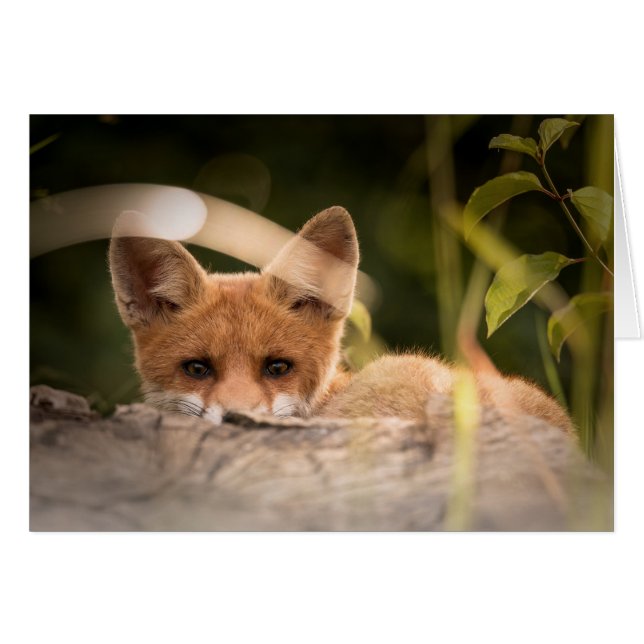 Tarjeta del Fox - espacio en blanco para todas las (Anverso (Horizontal))