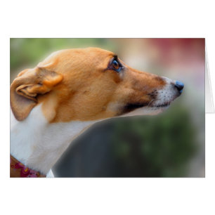 Tarjeta del galgo