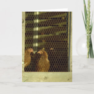 Tarjeta del gallinero de pollo