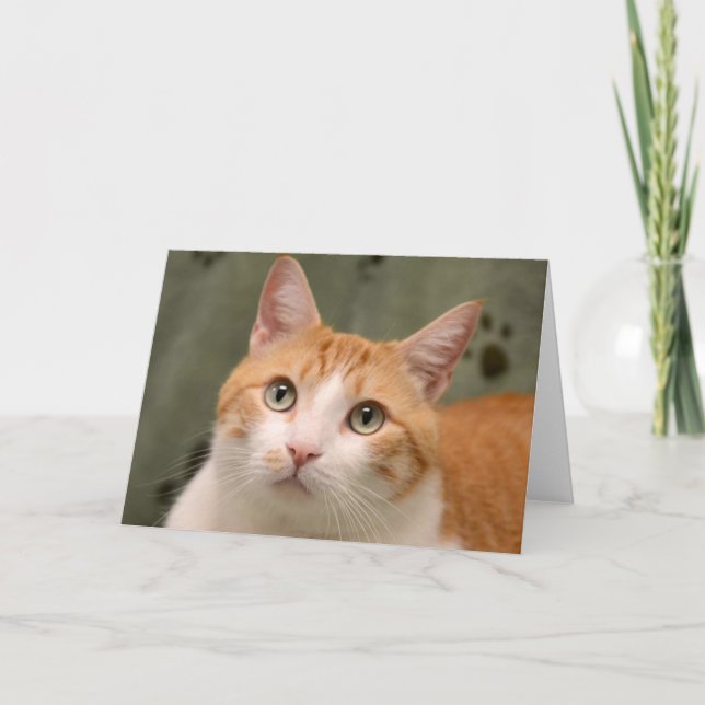 Tarjeta del gatito del naranja y del blanco del (Anverso)