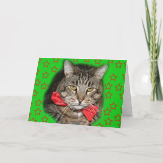 tarjeta del gato