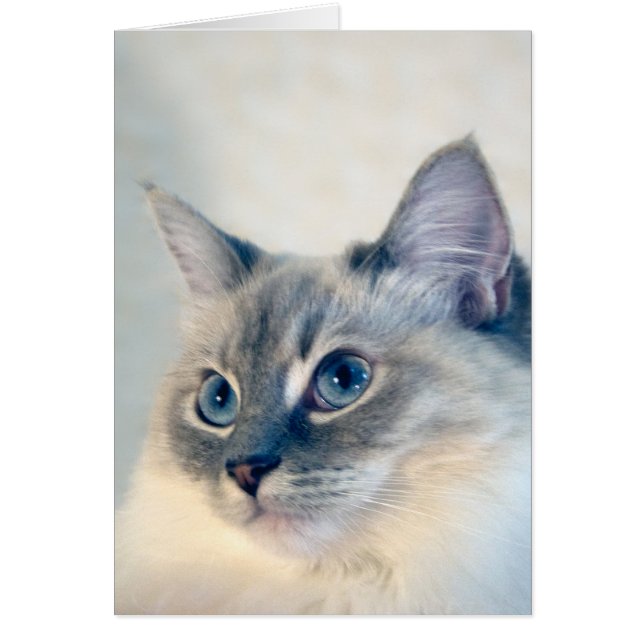Tarjeta del gato #2018 de Ragdoll (Frente)
