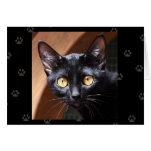 Tarjeta del gato de Bombay del rescate del gato de