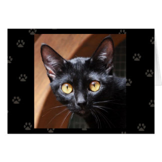 Tarjeta del gato de Bombay del rescate del gato de