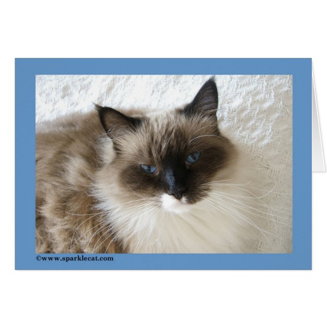 Tarjeta del gato de Ragdoll (Anverso (Horizontal))