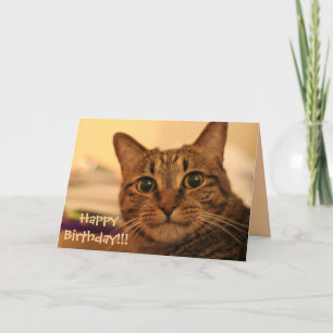 Tarjeta del gato de Tabby del feliz cumpleaños